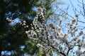 Garden in spring. Blooming nanking cherry in sunny day