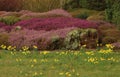 Garden in spring featuring heather and daffodils