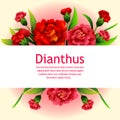 garden spring flower dianthus Royalty Free Stock Photo