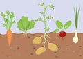 Garden with spring vegetables in soil. Cartoon flat illustration in childish style.