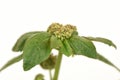 Garden spurge, Asthma weed, Snake weed, Milk Weeds ,Euphorbia hirta L.