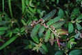 Garden spurge; broadleaved weed