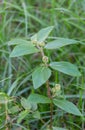 Garden spurge Scientific name: Euphorbia hirta