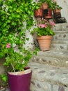 Garden stairway with home plants and vivid greenery in the internal yard of old house at summertime in the Pyrenees mountains