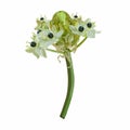 Garden star-of-Bethlehem, or grass lily Ornithogalum umbellatum, ornamental and medicinal plant. Royalty Free Stock Photo