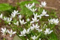 Garden star of bethlehem (ornithogalum umbellatum) flowers Royalty Free Stock Photo