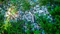 Garden stone bads invaded with grass and leaves