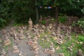 Garden of the stone piles at a Stupa in Hungary