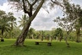 Garden of stones and tranquility. Place of relaxation in the jungle. Stone bench Palm trees and lawn with grass. Vertically stand