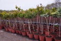 Garden store center with many of young coniferous trees.