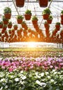 Garden Store Greenhouse Royalty Free Stock Photo