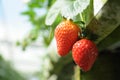 Garden strawberries Royalty Free Stock Photo
