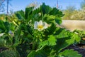 Garden strawberries bloom in open air. Big white garden strawberry flowers on green leaves background. Close-up view Royalty Free Stock Photo