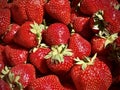 Garden Strawberries in a Box