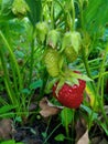 garden strawberries bunch leaves stalks ripe red berries