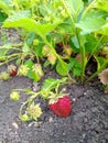 Garden strawberries bunch leaves stalks ripe red berries