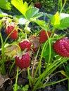 garden strawberries red ripe berries green leaves Royalty Free Stock Photo