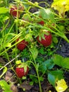 garden strawberries red ripe berries stem green leaves Royalty Free Stock Photo