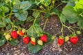 Garden strawberries ripening in organic garden