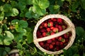 Garden strawberry Royalty Free Stock Photo