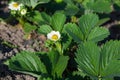 Garden strawberry bloom Royalty Free Stock Photo