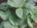 The garden Strawberry leaves with dew drops close-up.