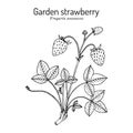 Garden strawberry Fragaria ananassa plant