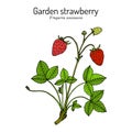 Garden strawberry Fragaria ananassa plant.