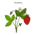 Garden strawberry Fragaria ananassa