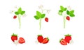 Garden Strawberry with Mature Red Fruit Vector Set