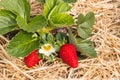 Garden strawberry plant with ripe strawberries and flowers growing on straw Royalty Free Stock Photo