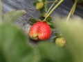 strawberry gardens that are ready to harvest and strawberries that are still fresh and nutritious