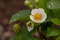 Garden. Strawberry sprouts. flowering