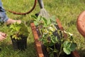 Garden Strawberry Watering Royalty Free Stock Photo