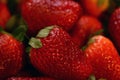 Fresh picked Strawberries glisten after washing closeup Royalty Free Stock Photo