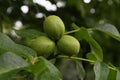 Garden-stuffs of nut walachian
