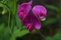 Garden with Stunning Pink Sweet Pea Flowers Royalty Free Stock Photo