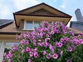 beautiful purple Rose of Sharon bush Royalty Free Stock Photo