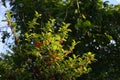 Garden in summer. Nanking cherry with ripe red berries Royalty Free Stock Photo