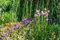 A group of blooming white-pink flowers with spherical shapes on round green stems Royalty Free Stock Photo