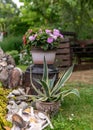 The garden in summer, various plants and flowers, the concept of gardening as a hobby, garden decoration in the background