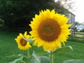Garden sunflowers