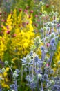 Garden: sunlit blue sea holly flowers Royalty Free Stock Photo