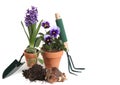 Garden Supplies of Pansies, Hyacinth, Sage Royalty Free Stock Photo