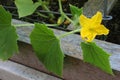 Garden Sweet Cucumber Flower Royalty Free Stock Photo