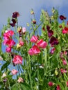 Garden: sweet pea flowers - v Royalty Free Stock Photo