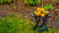 Garden table with orange and green pumpkins, traditional halloween and autumn decoration, Seasonal background