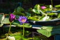 Amazing stunning beautiful colorful water lilies blooming in the garden of the Tao Hong Tai Ceramics Factory in Ratchaburi Royalty Free Stock Photo