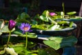 Amazing stunning beautiful colorful water lilies blooming in the garden of the Tao Hong Tai Ceramics Factory in Ratchaburi Royalty Free Stock Photo