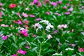 In the garden there are many colors of flowers that start to bloom.